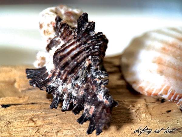 Handmade Driftwood Candle Holder w/ Seashells