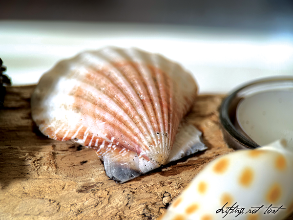 Handmade Driftwood Candle Holder w/ Seashells