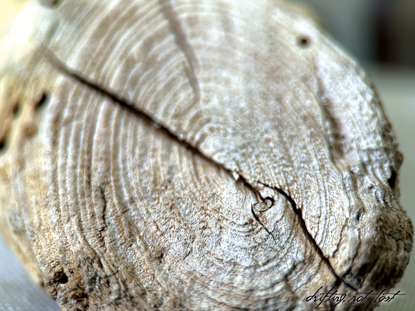 Handmade Driftwood Candle Holder w/ Seashells
