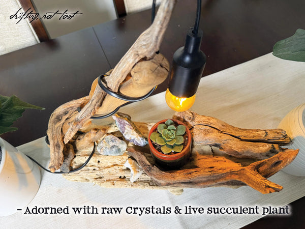 Driftwood Lamp with live succulent plant and Amethyst, Fluorite & Quartz Crystals