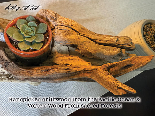 Driftwood Lamp with live succulent plant and Amethyst, Fluorite & Quartz Crystals