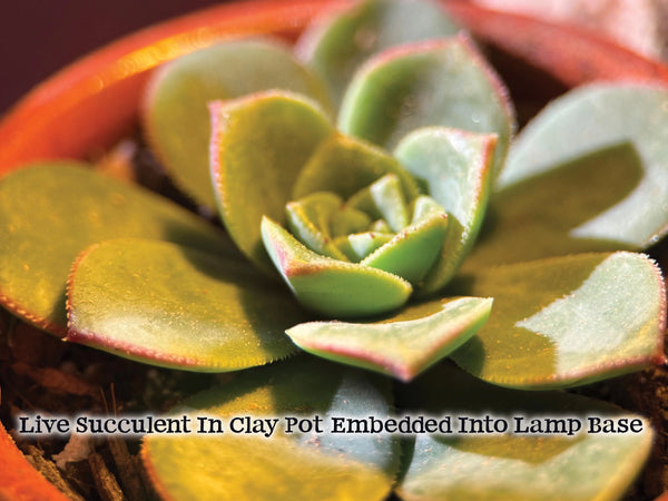 Driftwood Lamp with live succulent plant and Amethyst, Fluorite & Quartz Crystals
