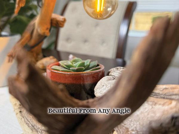 Driftwood Lamp with live succulent plant and Amethyst, Fluorite & Quartz Crystals