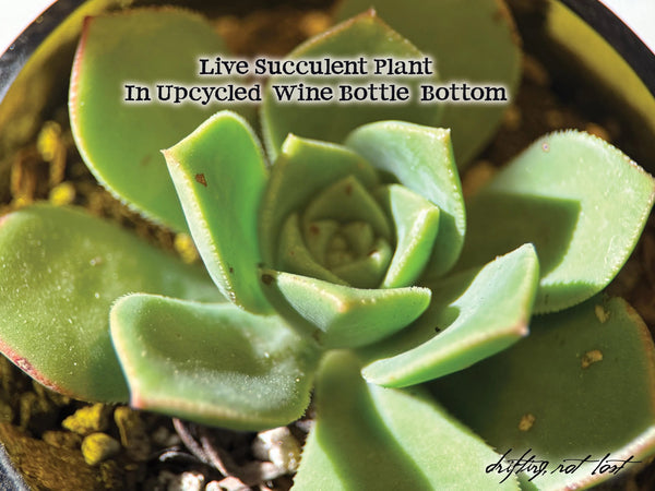 Driftwood Desk Lamp, Handcrafted with live succulent plant  – Titled 