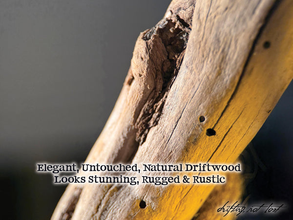 Driftwood Desk Lamp, Handcrafted with live succulent plant  – Titled 